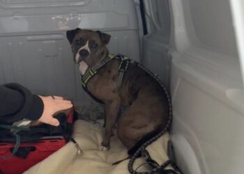 Dramatyczny atak amstaffa na spacerujących we Wrocławiu. Właściciel zatrzymany przez policję