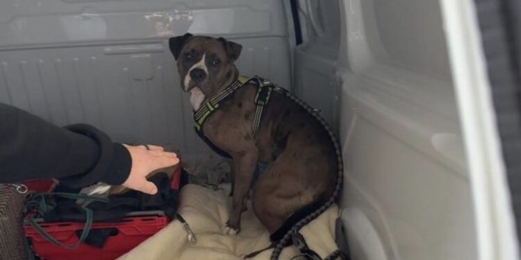 Dramatyczny atak amstaffa na spacerujących we Wrocławiu. Właściciel zatrzymany przez policję