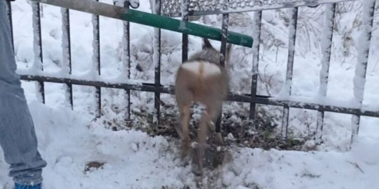 Sarna w potrzasku przy komisariacie. Policjanci z regionu ruszyli na ratunek o świcie