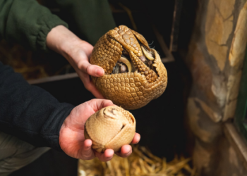 Uroczy cud we wrocławskim zoo, narodziny rzadkiego gatunku