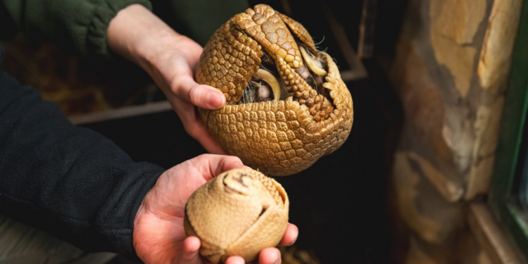 Uroczy cud we wrocławskim zoo, narodziny rzadkiego gatunku