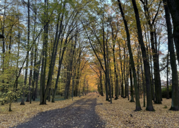 Błoto i kałuże znikną z popularnej trasy. Szykuje się długo wyczekiwany remont w Parku Grabiszyńskim