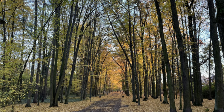 Błoto i kałuże znikną z popularnej trasy. Szykuje się długo wyczekiwany remont w Parku Grabiszyńskim