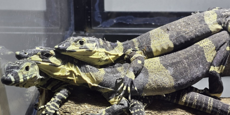 Sensacja we wrocławskim ZOO! Egzotyczni mieszkańcy prosto z Niemiec już na miejscu