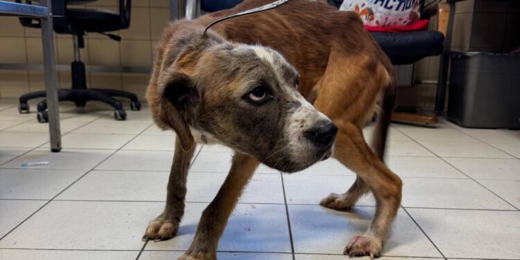 Dziewięć psów w horrorze za zamkniętymi drzwiami. Kulisy interwencji na wrocławskim Rakowcu wstrząsają