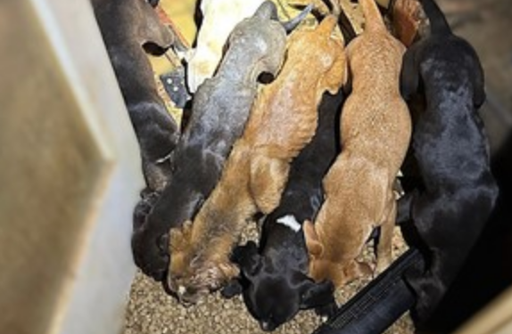 Dramatyczne odkrycie w mieszkaniu i finał policyjnej akcji. Dwaj mężczyźni zatrzymani za znęcanie się nad psami