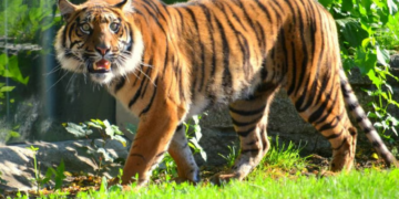 To ostatnie dni wspólnych spotkań. Tygrysie czworaczki z Wrocławia wkrótce się rozstaną