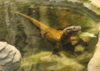 Sensacja we wrocławskim zoo. Samotna waranica z Komodo zniosła jaja