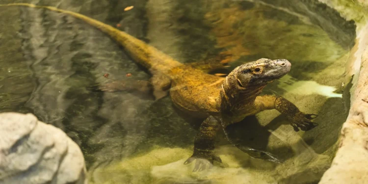 Sensacja we wrocławskim zoo. Samotna waranica z Komodo zniosła jaja