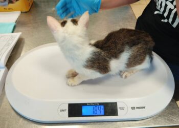 46 kotów w jednym mieszkaniu we Wrocławiu. Dramatyczna interwencja w sprawie zwierząt