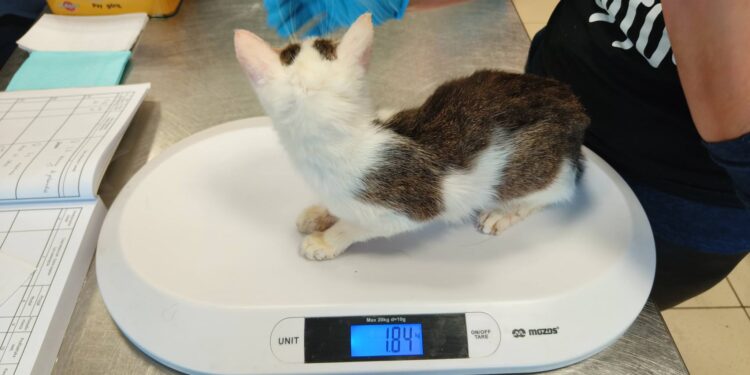 46 kotów w jednym mieszkaniu we Wrocławiu. Dramatyczna interwencja w sprawie zwierząt