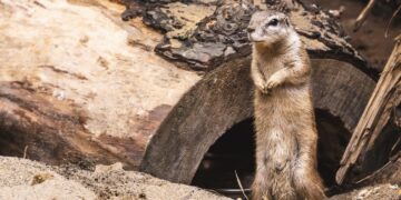 Wrocławskie zoo ma nowe gwiazdy. Te zwierzęta już przyciągają uwagę w Afrykarium