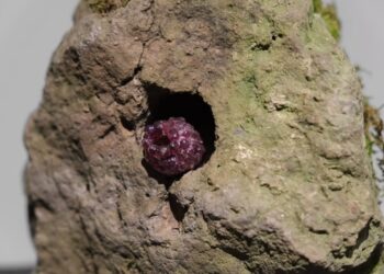 Wrocław zaprasza na niezwykły wernisaż przy Kuźniczej. Minerały jak owoce w Muzeum Mineralogicznym