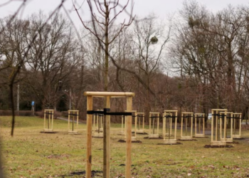 Wrocław zazieleni się na wiosnę. Setki nowych drzew i tysiące roślin pojawią się w parkach i przy ulicach